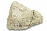 Unprepared, Fossil Oreodont (Merycoidodon) Partial Skull #249290-1